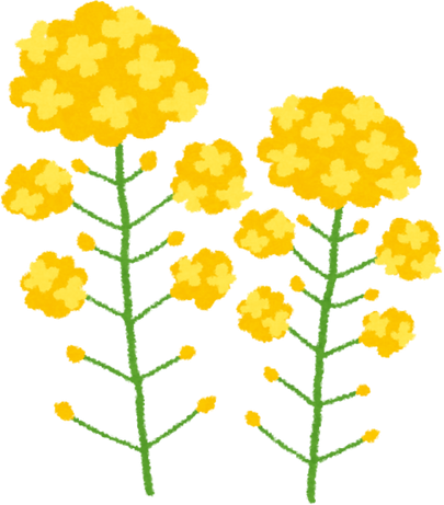 Canola Flowers Illustration